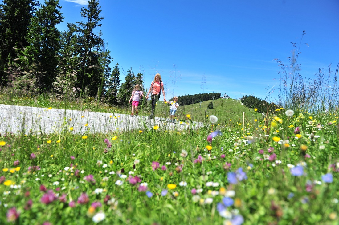 Reuzen Panoramapad | Scheffau - Brixen im Thale